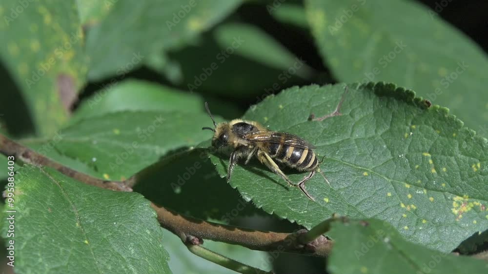 Solitary Bee (possibly Coletes succinctus) carefully grooming itself with its middle legs. 