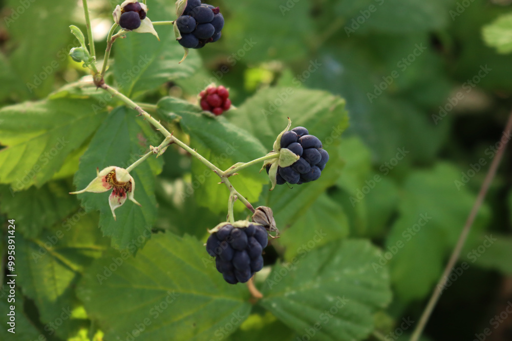 Close-up of ripe and unripe Blackberry fruits on branches. Summer fruits. Rubus plant Close-up of ripe and unripe Blackberry fruits on branches. Summer fruits. Rubus plant