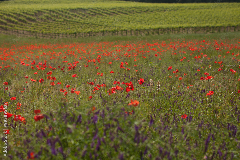 field of poppies in spring