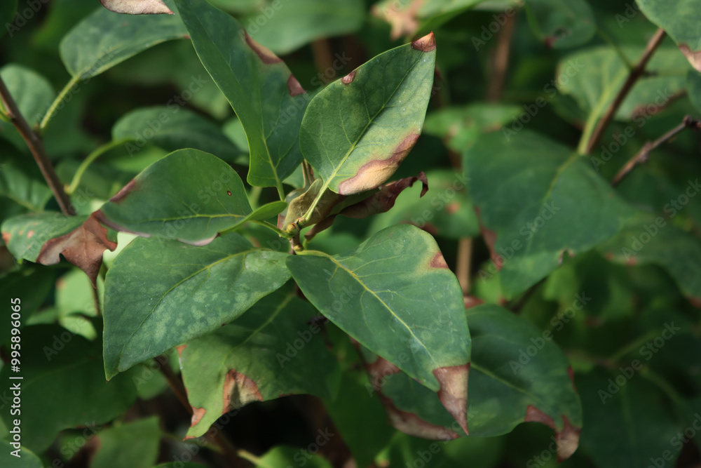 Green leaves of Lilac bush with sunburnt caused by heat of the sun. Syringa vulgaris on summer Green leaves of Lilac bush with sunburnt caused by heat of the sun. Syringa vulgaris on summer