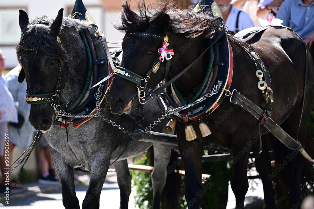 Festzug mit prächtig geschmückten Pferden Festzug mit prächtig geschmückten Pferden