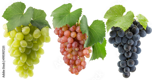 set of the green, purple and pink grapes isolated on a white background