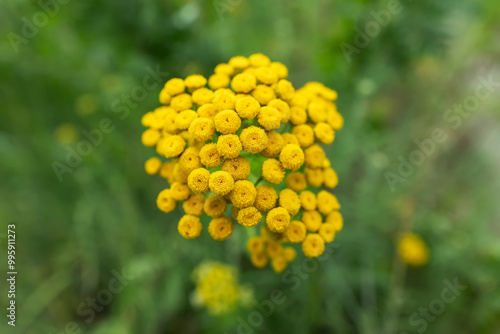 bright yellow blossoms of common tansy Tanacetum vulgare in full bloom