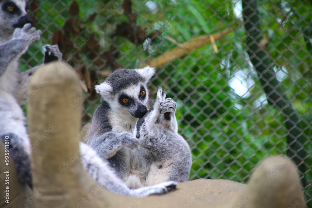 Obraz premium ワオキツネザル