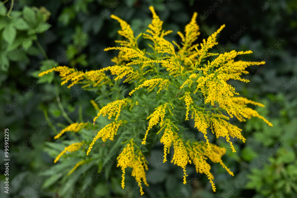 Blooming canadian goldenrod lat. Solidago canadensis on an autumn day Blooming canadian goldenrod lat. Solidago canadensis on an autumn day