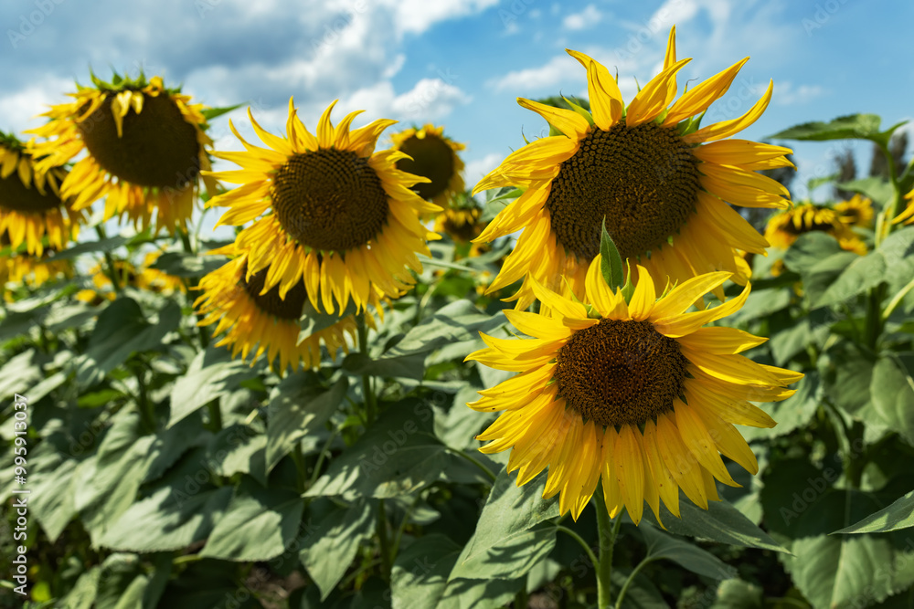 Sunny sunflower field. Endless blooming sunflower field Sunny sunflower field. Endless blooming sunflower field