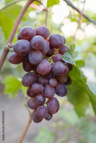 Wallpaper Mural beautiful bunch of ripe blue grapes hanging on vineyard. ripe grapes ready for harvest at a vineyard. Torontodigital.ca