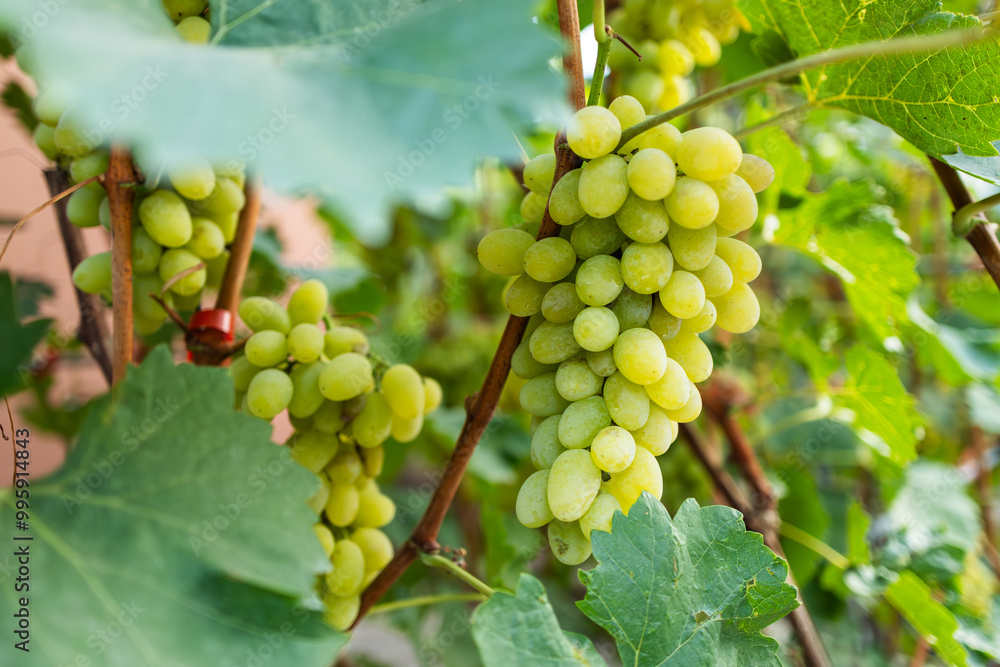 A bunch of white grapes between the grape leaves in a vineyard A bunch of white grapes between the grape leaves in a vineyard