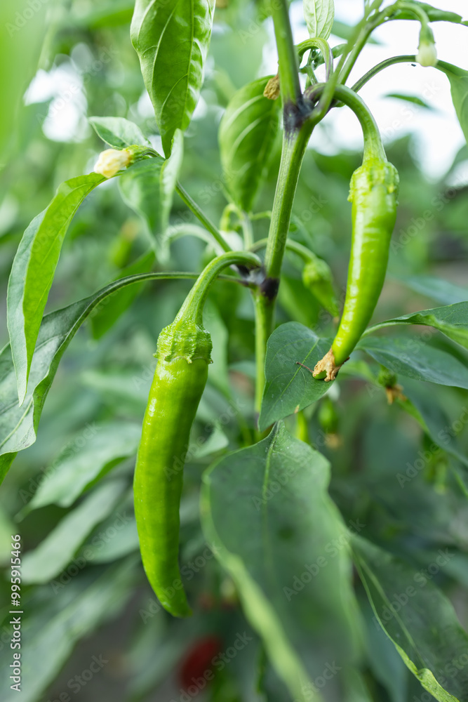 green chili pepper or chilli pepper ready to harvest on plant in garden green chili pepper or chilli pepper ready to harvest on plant in garden