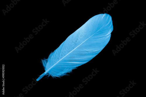 blue goose feather on black background photo