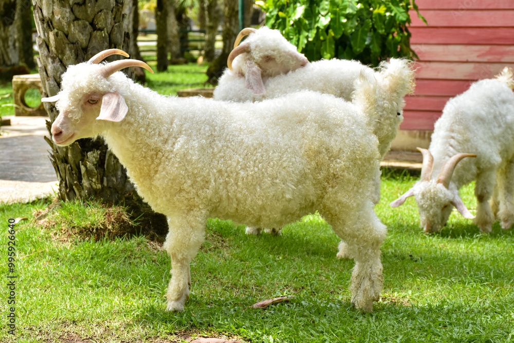 Fototapeta premium close up corriedale sheep in farm, cute animal wallpaper background