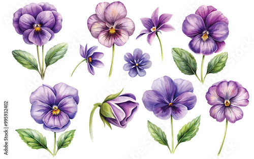 Watercolor set of Beautiful violet flower vector illustration isolated on white background