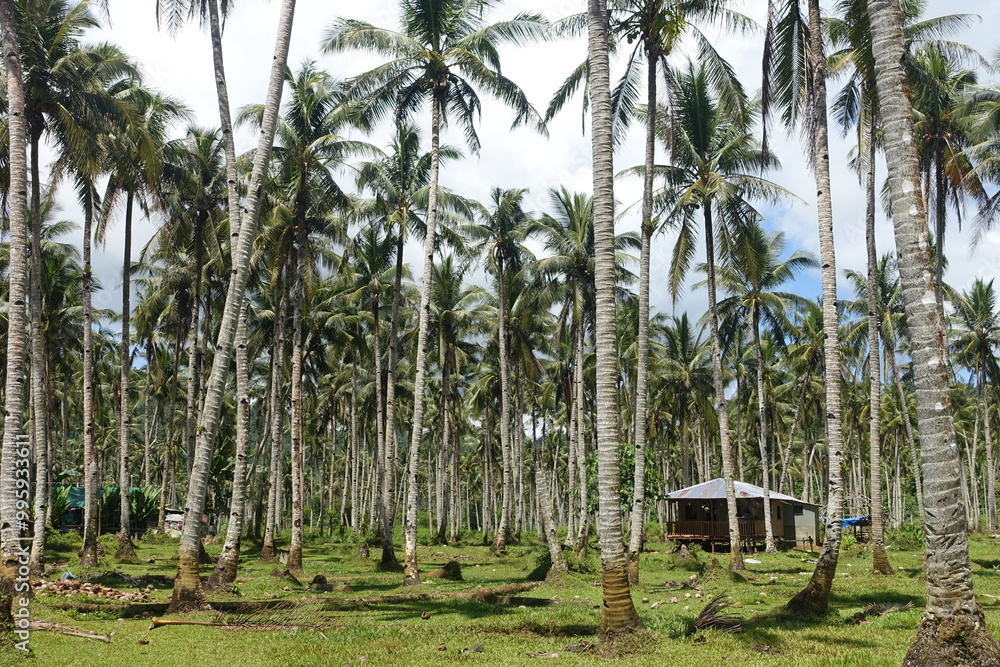 Obraz premium house in a palm tree forest 