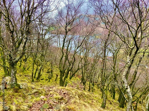 Bare trees dotting a moss-covered hillside, with glimpses of a lake in the background, highlighting the rugged beauty of the wilderness.