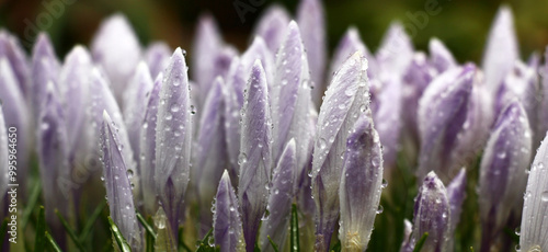Big group of crocuses with not opened buds. In total in water drops after a rain.