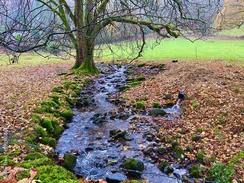 Fényképezés Babbling brook running through moss-covered stones under a leafless tree in autu