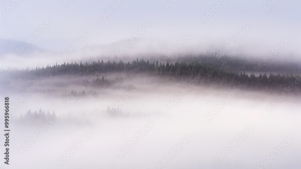 Fototapeta premium foggy forest in the mountains