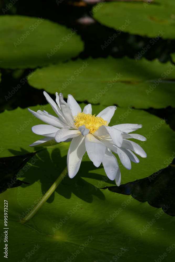 スイレンの花 スイレンの花