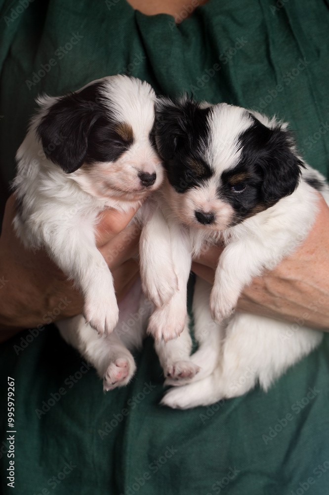 Two cute little puppies in female hands Two cute little puppies in female hands