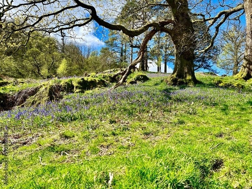 Open grassy area with a large, gnarled tree surrounded by wildflowers, under a bright blue sky. photo