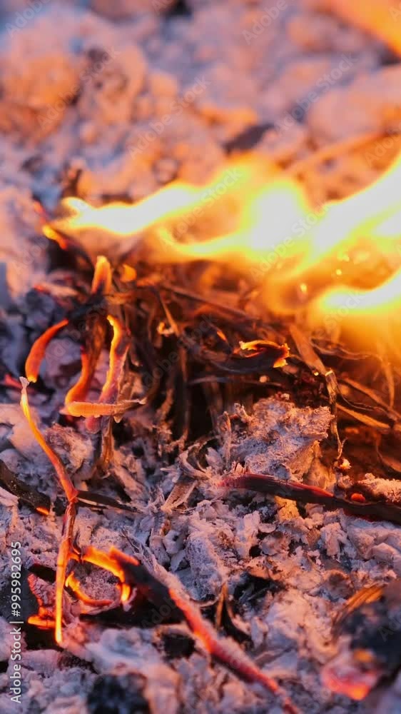 A small fire burning among ashes. Vertical video A small fire burning among ashes. Vertical video