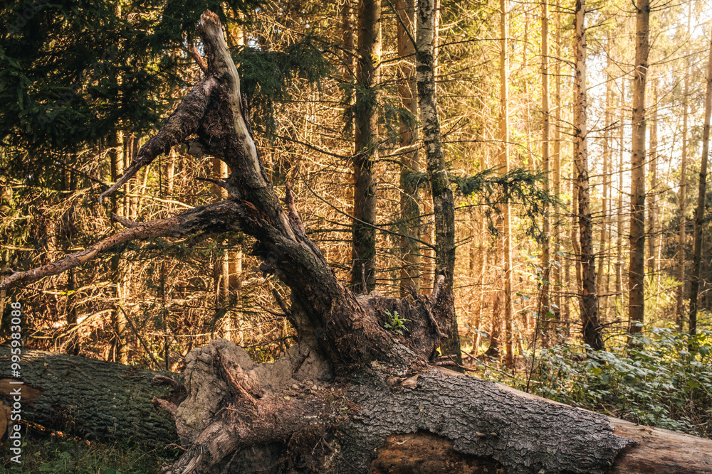 Fototapeta premium Goldene Stunde mit im Wald