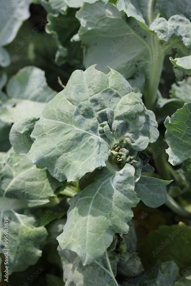 leaves of a cabbage plant leaves of a cabbage plant