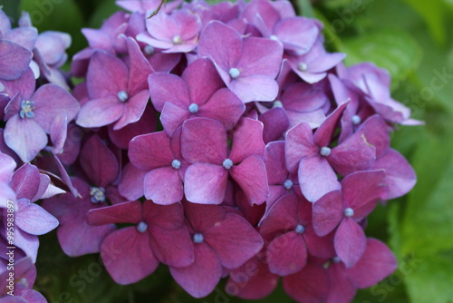 A beautiful pink purple hydrangea flower. 