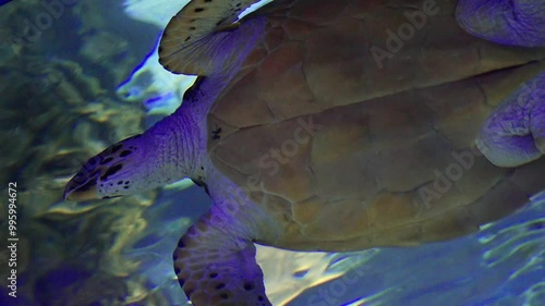 fish in aquarium