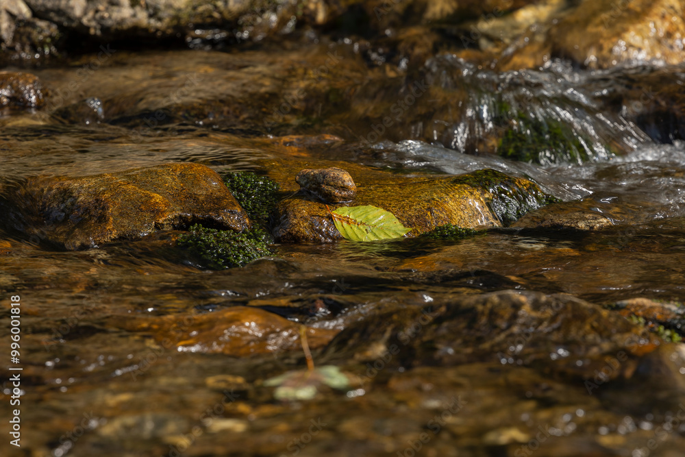 Close-up of fall leaves in a small river in the Bavarian forest in Germany Close-up of fall leaves in a small river in the Bavarian forest in Germany