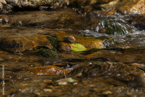 Close-up of fall leaves in a small river in the Bavarian forest in Germany