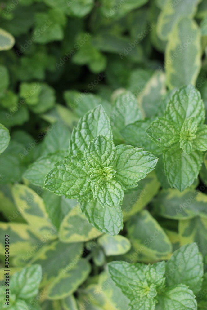 Typical mint plant growing in the summer vegetable garden. Typical mint plant growing in the summer vegetable garden.