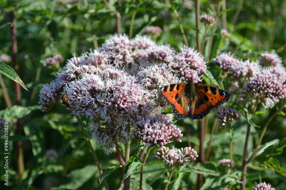 Orange butterfly on flowers