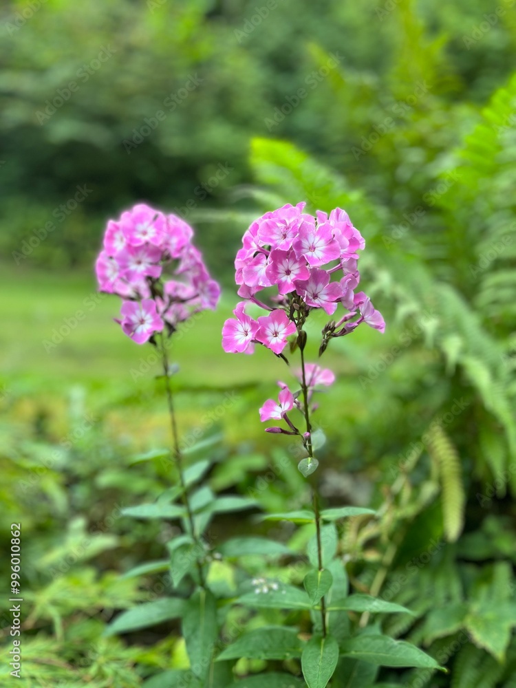 Delicate pink flowers standing tall against a backdrop of vibrant green foliage, radiating charm and natural beauty in a serene setting.
