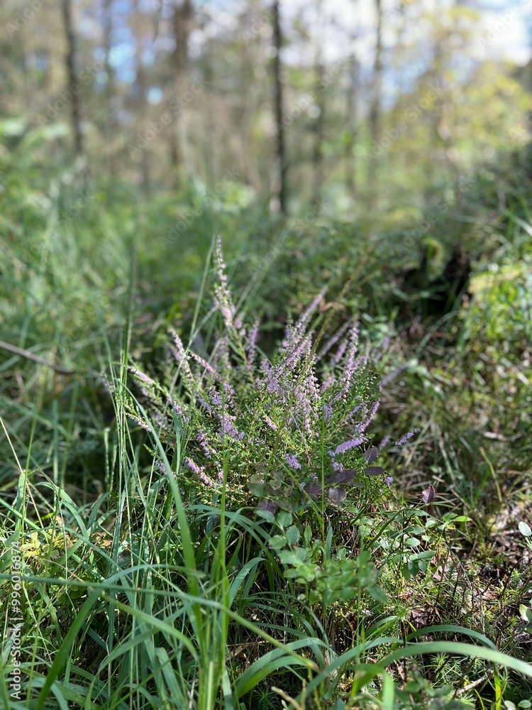 Small wildflowers growing amidst lush grass in a sunlit forest, creating a peaceful natural scene. Small wildflowers growing amidst lush grass in a sunlit forest, creating a peaceful natural scene.