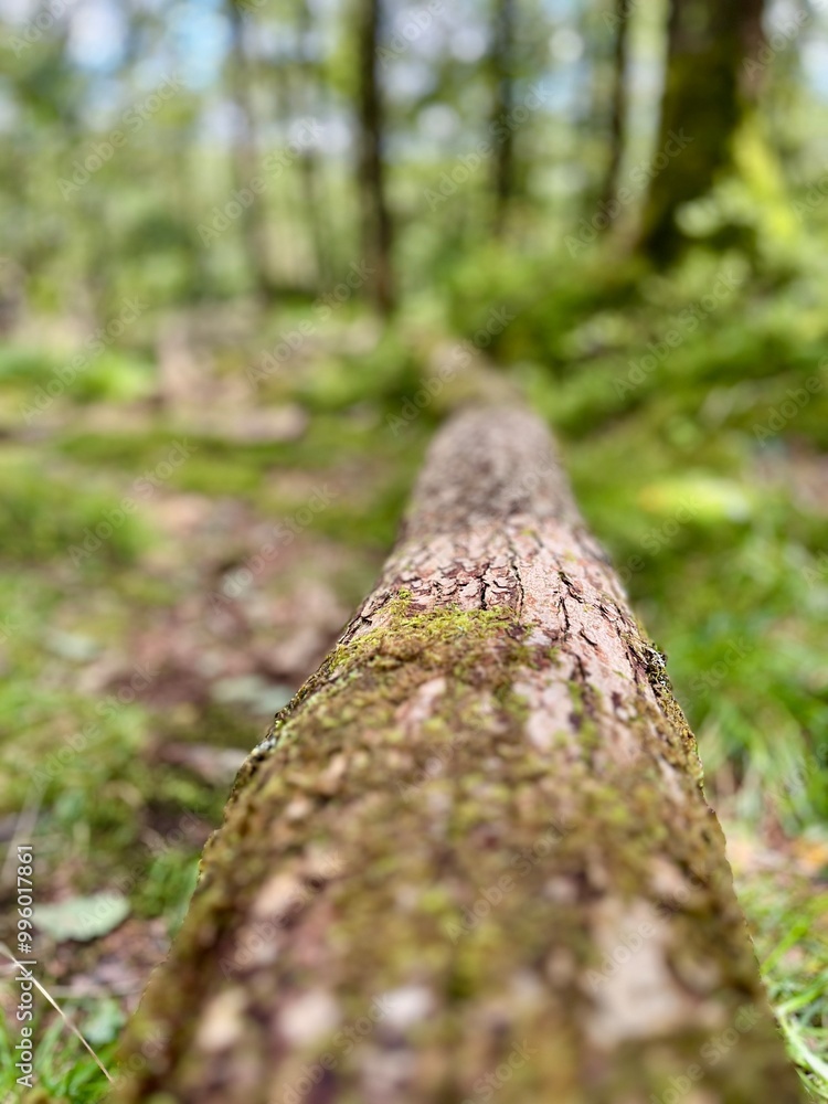 Close up view across moss covered log in woodland Close up view across moss covered log in woodland