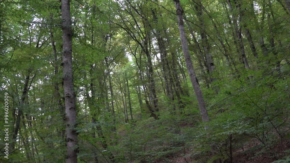 Qechresh, Azerbaijan A hillside in the lush and green Qechresh forest. Qechresh, Azerbaijan A hillside in the lush and green Qechresh forest.