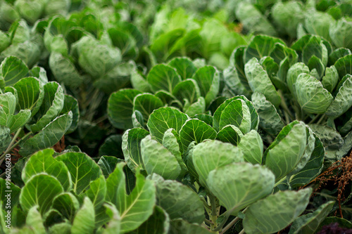 Foto green cabbage grows in the field