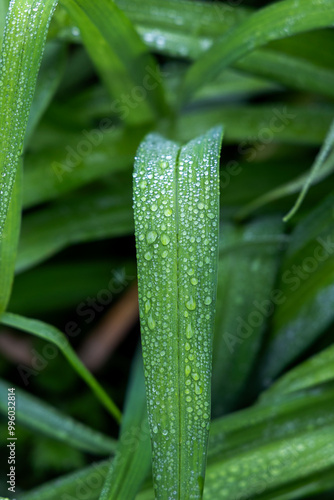 leaf with water drops