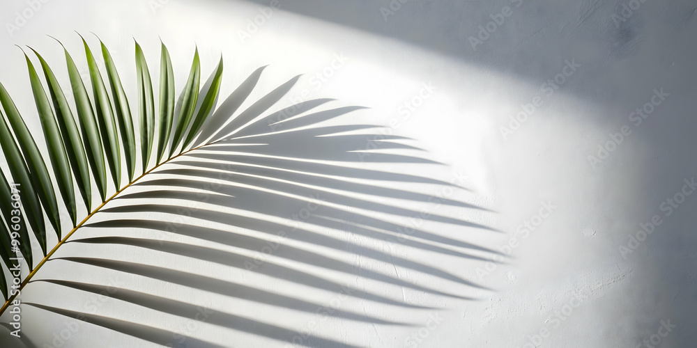 Fototapeta premium Abstract palm leaf shadow on white wall background with copy space, palm leaf, shadow, abstract, black and white, background