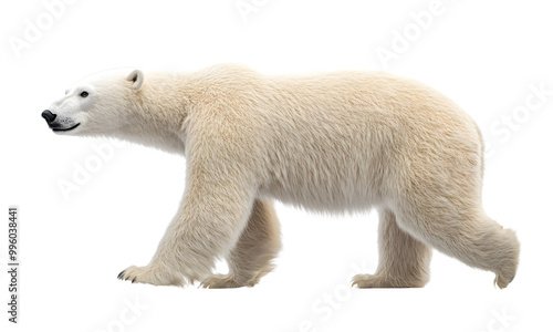 Polar bear animal wildlife zoo safari Africa, Transparent background