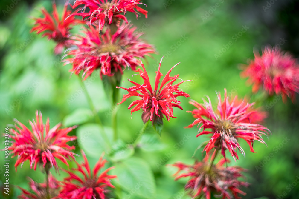 Crimson beebalm (Monarda) growing in the garden. Shot on vintage lens with high vignette. Shallow depth of field. Crimson beebalm (Monarda) growing in the garden. Shot on vintage lens with high vignette. Shallow depth of field.