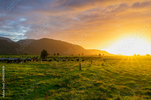 Fotografie Herd of cows in paddock at sunset with mountains in the background