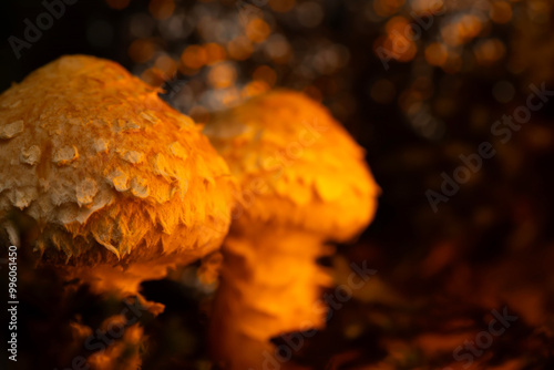 Mushroom. Beautiful cute mushrooms of the forests. Hemipholiota populnea. Poplar mushroom. Nature background.  photo