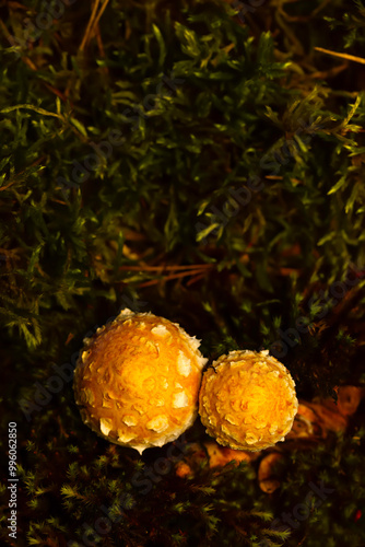 Mushroom. Beautiful cute mushrooms of the forests. Hemipholiota populnea. Poplar mushroom. Nature background.  photo