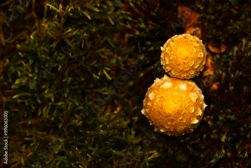 Mushroom. Beautiful cute mushrooms of the forests. Hemipholiota populnea. Poplar mushroom. Nature background.  photo