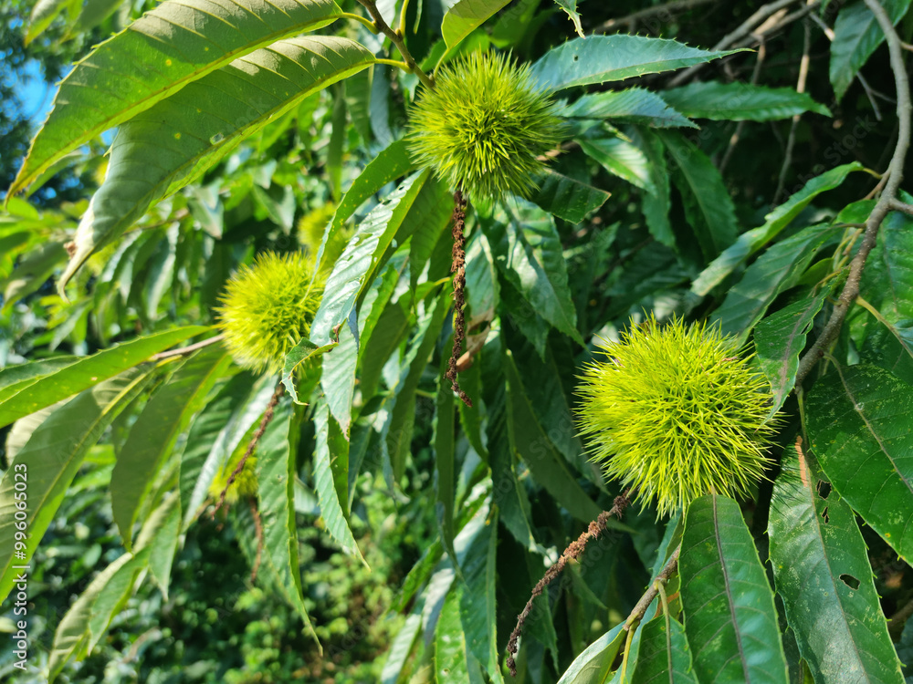 It is a tree with chestnuts hanging from it. It is a tree with chestnuts hanging from it.