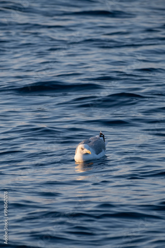 Seagull swimming over the sea