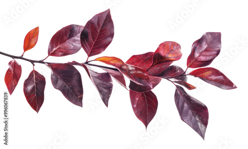 PNG Vibrant autumn red leaves branch