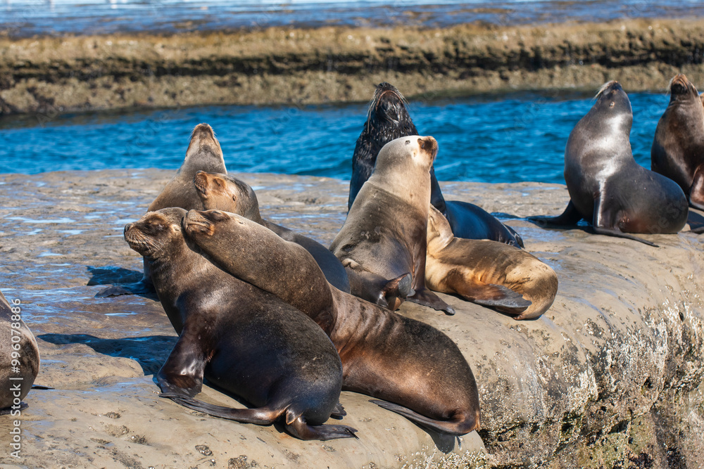 Fototapeta premium Sea Lions colony , Peninsula Valdes, Patagonia, Argentina.